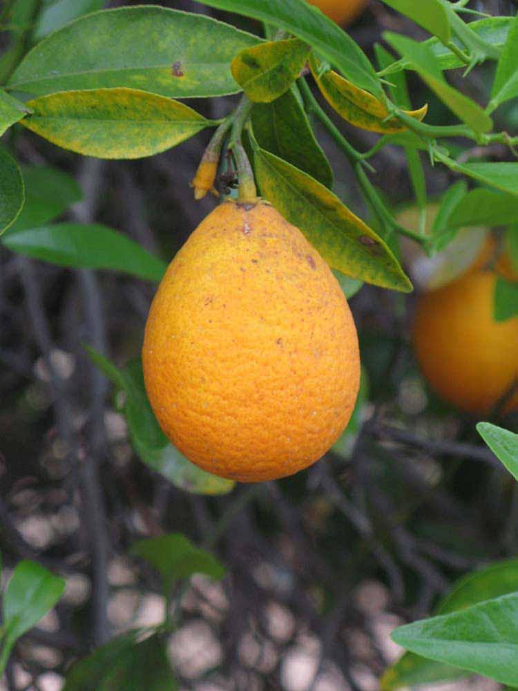            Fruit (Riverside, CA)   